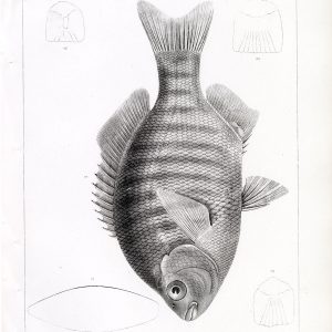 1853 Antique Stock Image SURFPERCH Fish, U.S.P.R.R Fish Survey Plate XXIX - Animals - Century Library
