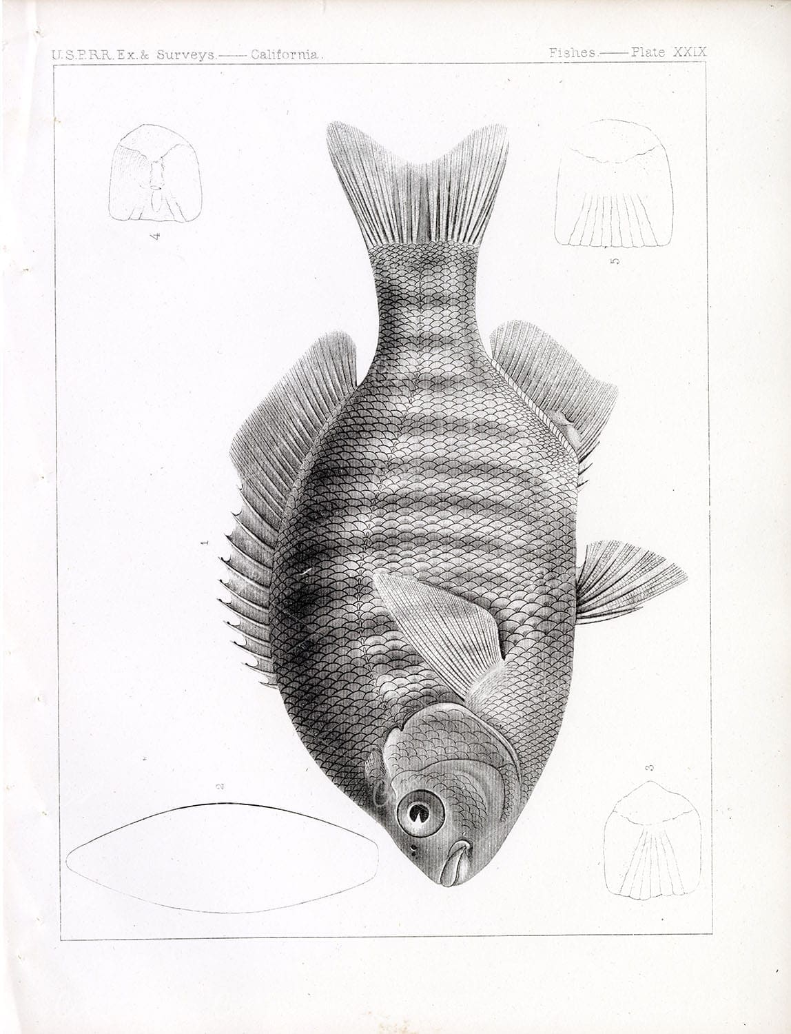 1853 Antique Stock Image SURFPERCH Fish, U.S.P.R.R Fish Survey Plate XXIX - Animals - Century Library