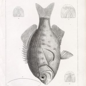 BLACK SURFPERCH, 1853 Antique Stock Image, U.S.P.R.R Fish Survey Plate XXX - Animals - Century Library