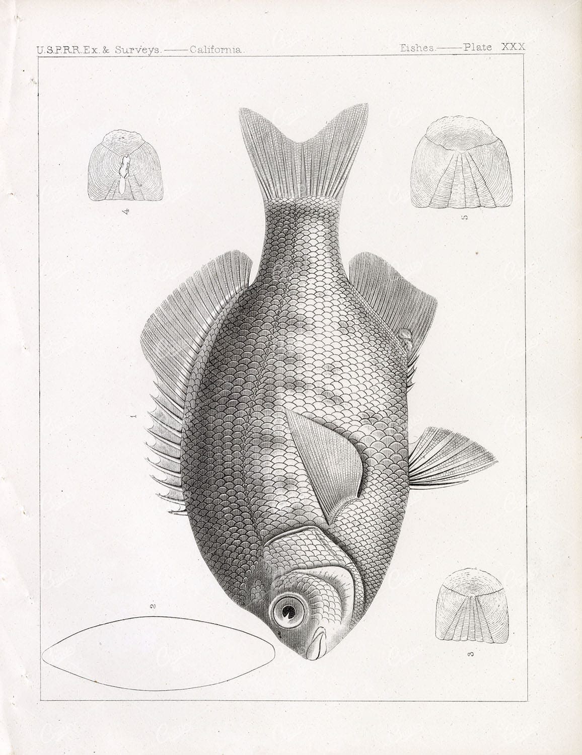 BLACK SURFPERCH, 1853 Antique Stock Image, U.S.P.R.R Fish Survey Plate XXX - Animals - Century Library