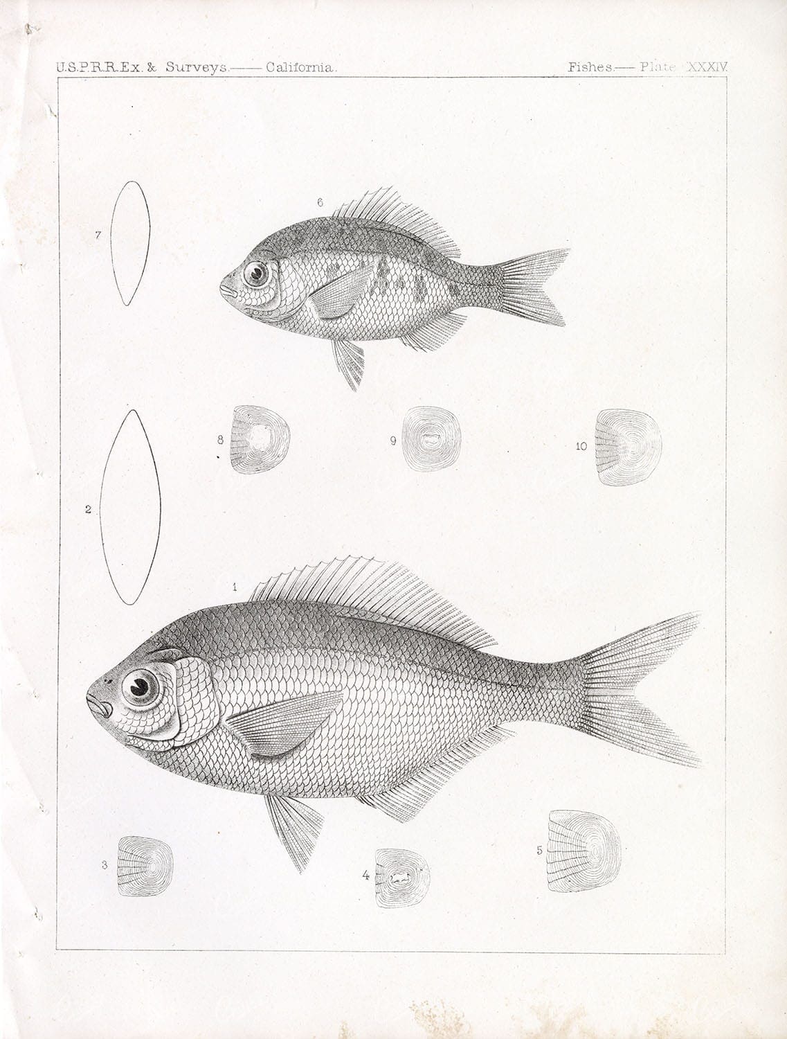 WHITE SEAPERCH, 1853 Antique Stock Image, U.S.P.R.R Fish Survey Plate XXXIV - Animals - Century Library