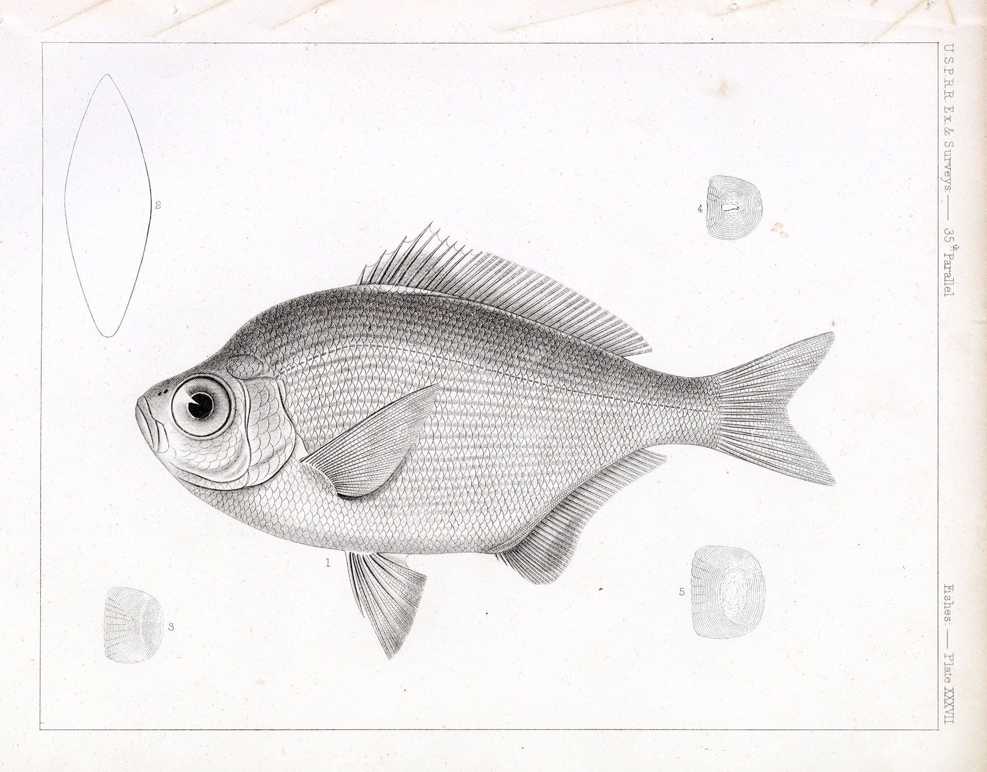 SURFPERCH Fish, Rare 1853 Stock Image, U.S.P.R.R Fish Survey Plate XXXVII - Animals - Century Library