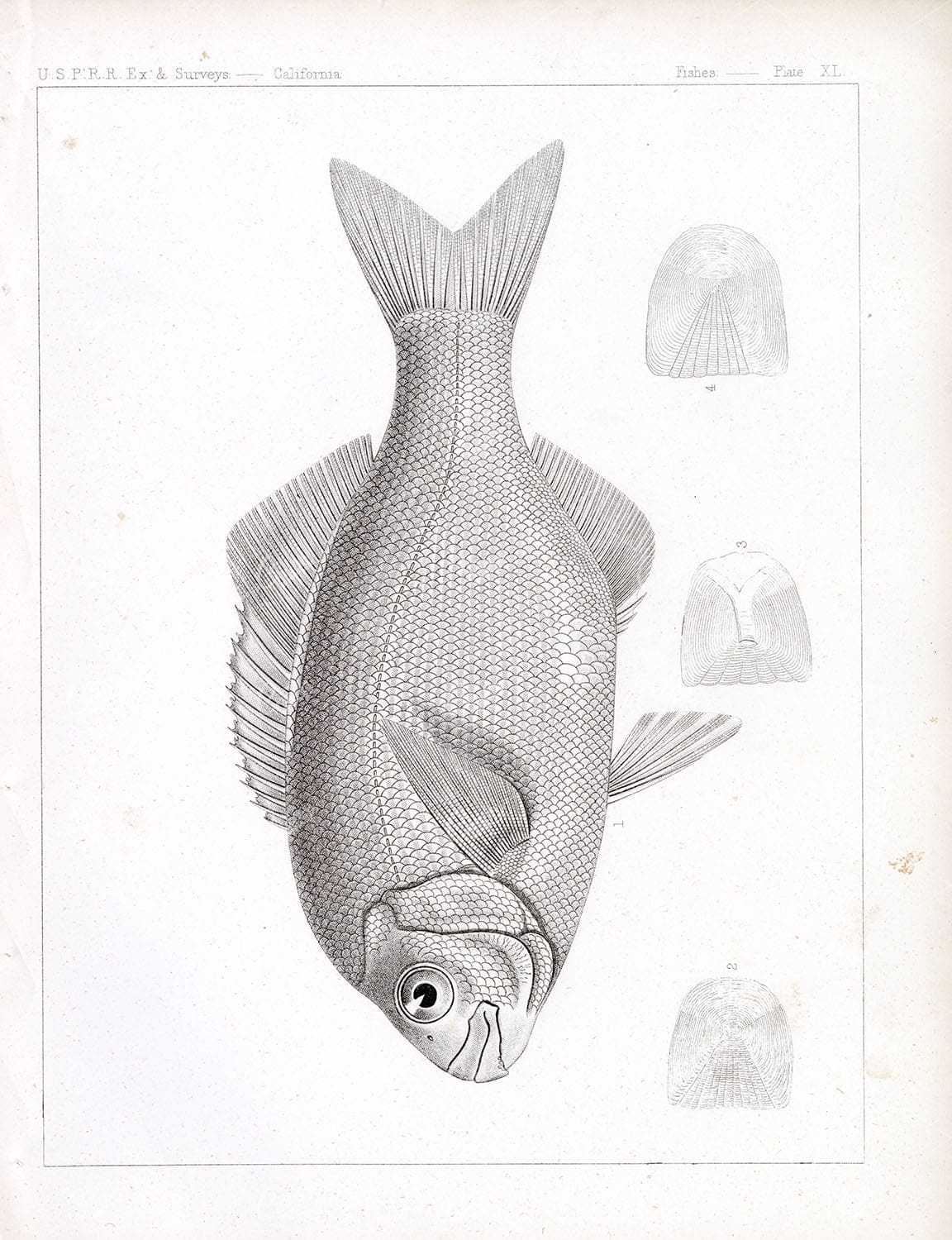 PILE PERCH, Rare 1853 Stock Image, U.S.P.R.R Fish Survey Plate XL - Animals - Century Library