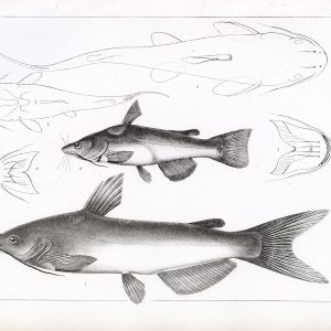 CATFISH, Rare Antique Stock Image, U.S.P.R.R Fish Survey Plate XLI - Animals - Century Library
