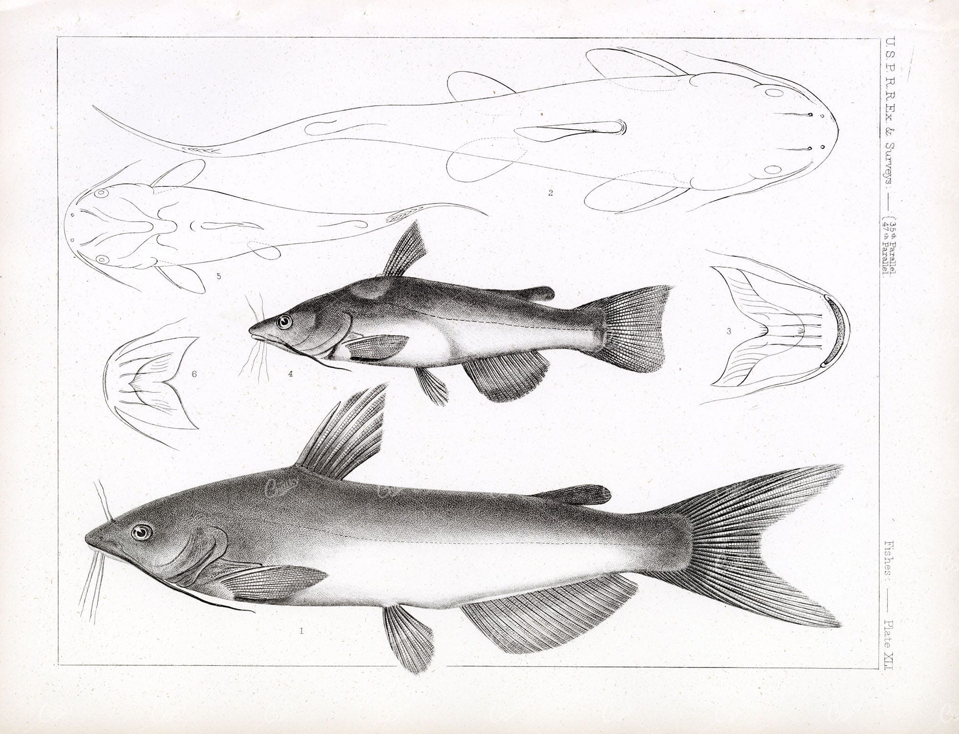 CATFISH, Rare Antique Stock Image, U.S.P.R.R Fish Survey Plate XLI - Animals - Century Library