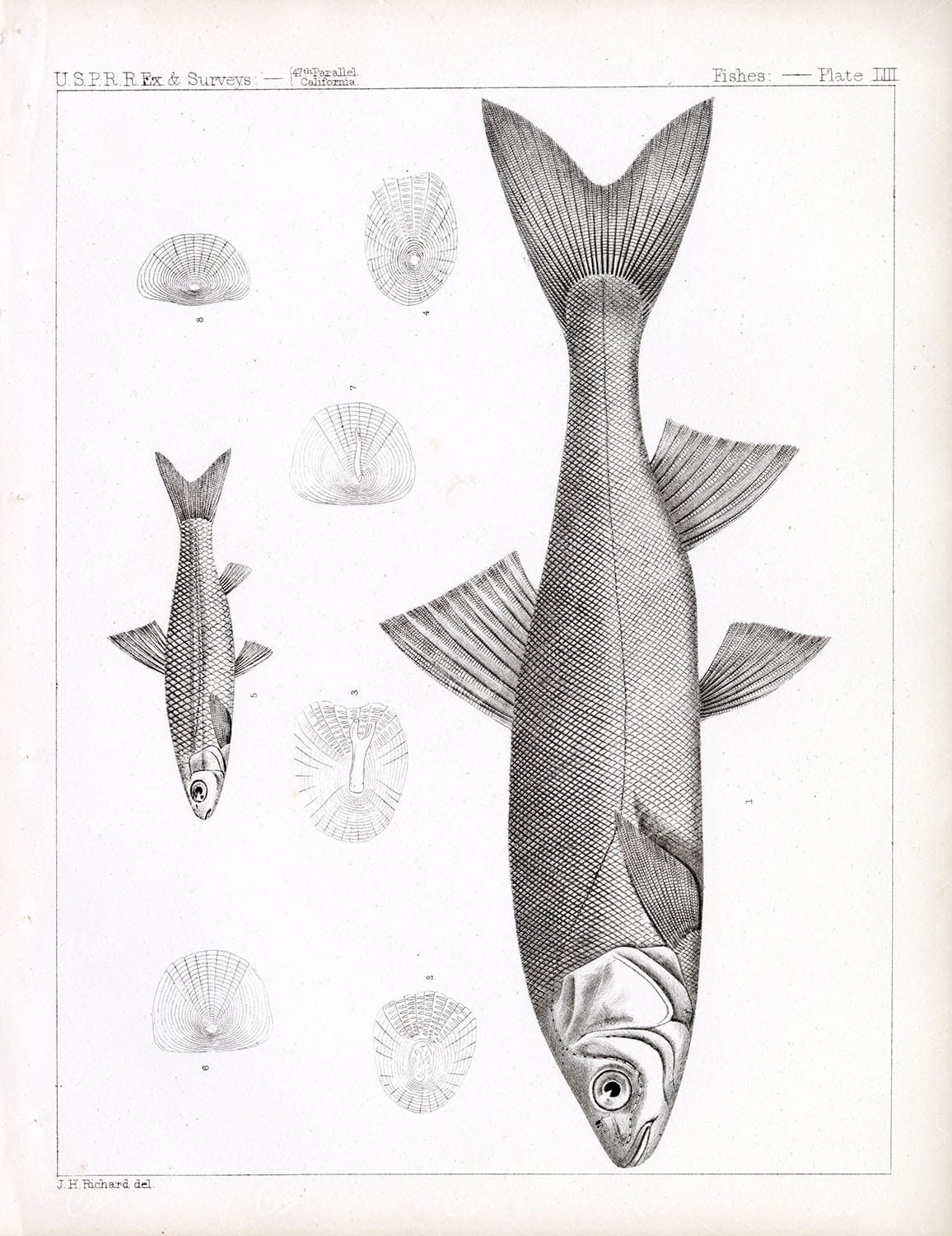 SACRAMENTO BLACKFISH, Antique Stock Image, U.S.P.R.R Fish Survey - Animals - Century Library