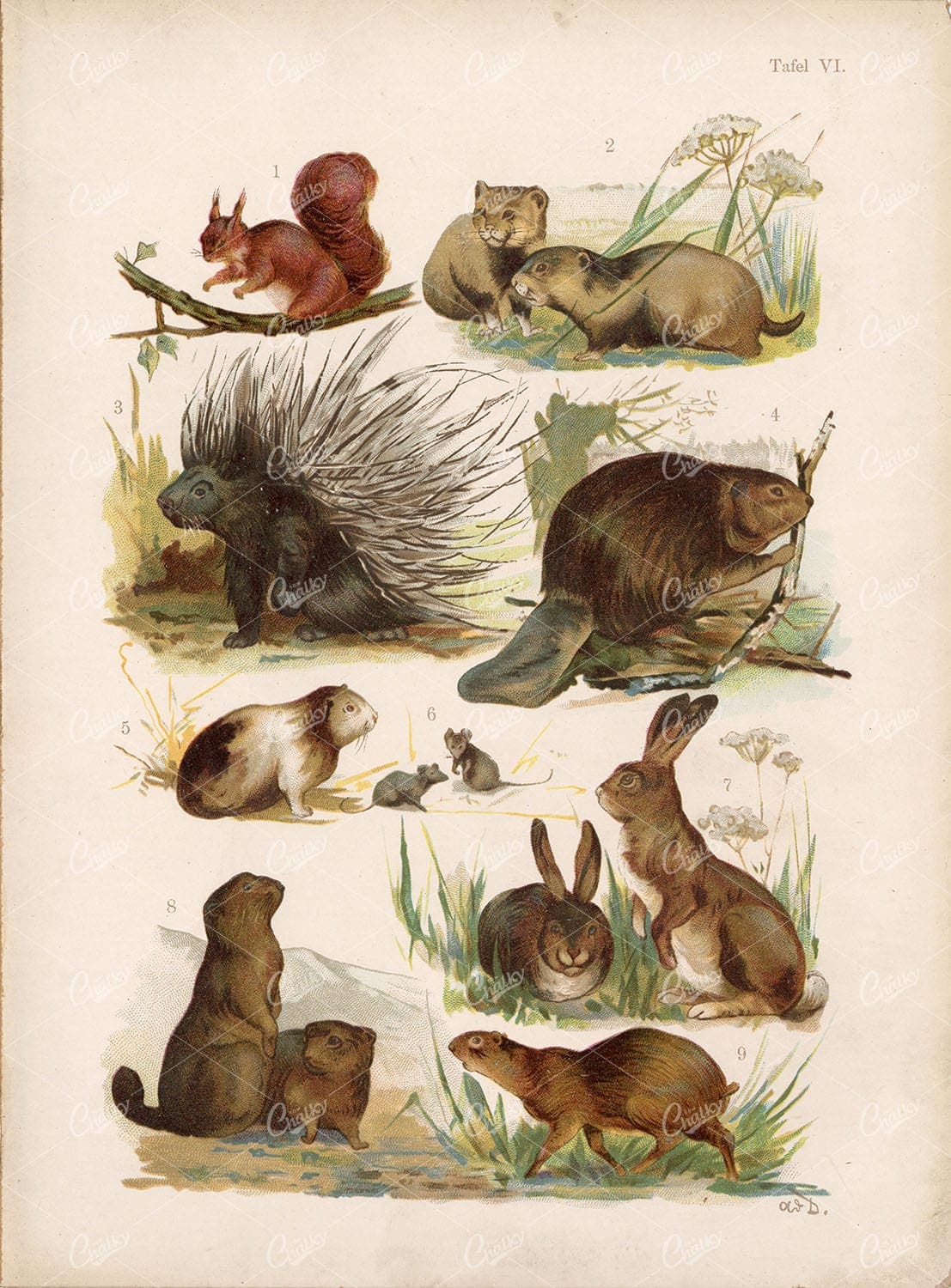 Animals Vintage Art - Squirrel, Rabbit, Beaver. Late 1800s
