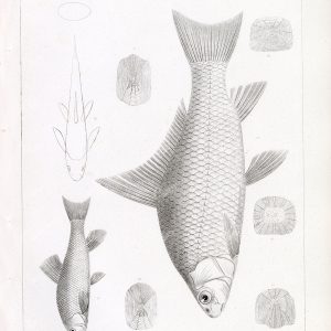 RIVER CARPSUCKER, Antique Stock Image, U.S.P.R.R Fish Survey - Animals - Century Library