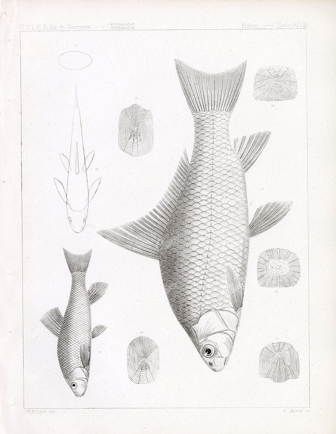 RIVER CARPSUCKER, Antique Stock Image, U.S.P.R.R Fish Survey - Animals - Century Library