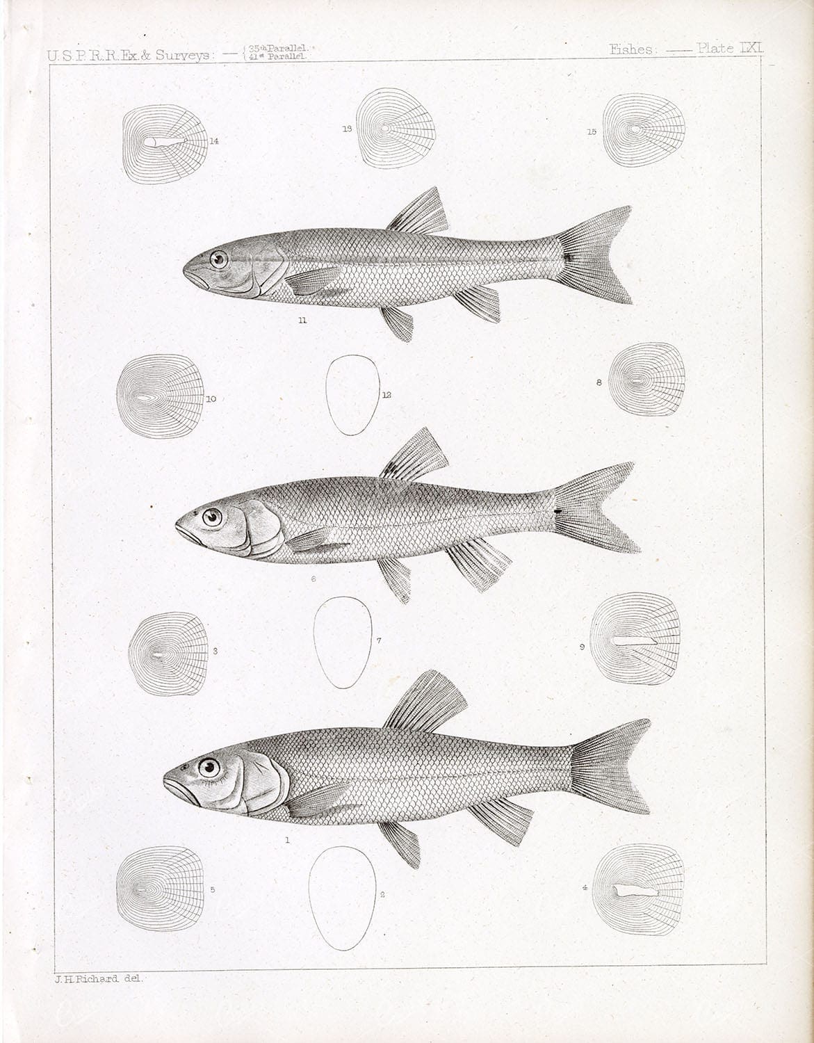 SHINER, Rare 1853 Antique Stock Image, U.S.P.R.R Fish Survey - Animals - Century Library