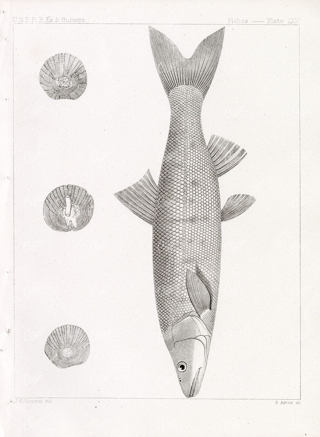THICKTAIL CHUB, Rare 1853 Antique Stock Image, U.S.P.R.R Fish Survey - Animals - Century Library