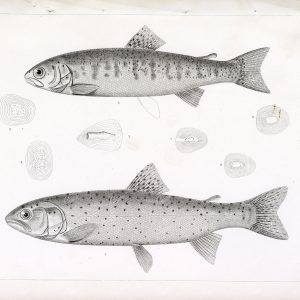 TROUT, Rare 1853 Vintage Stock Image, U.S.P.R.R Fish Survey - Animals - Century Library