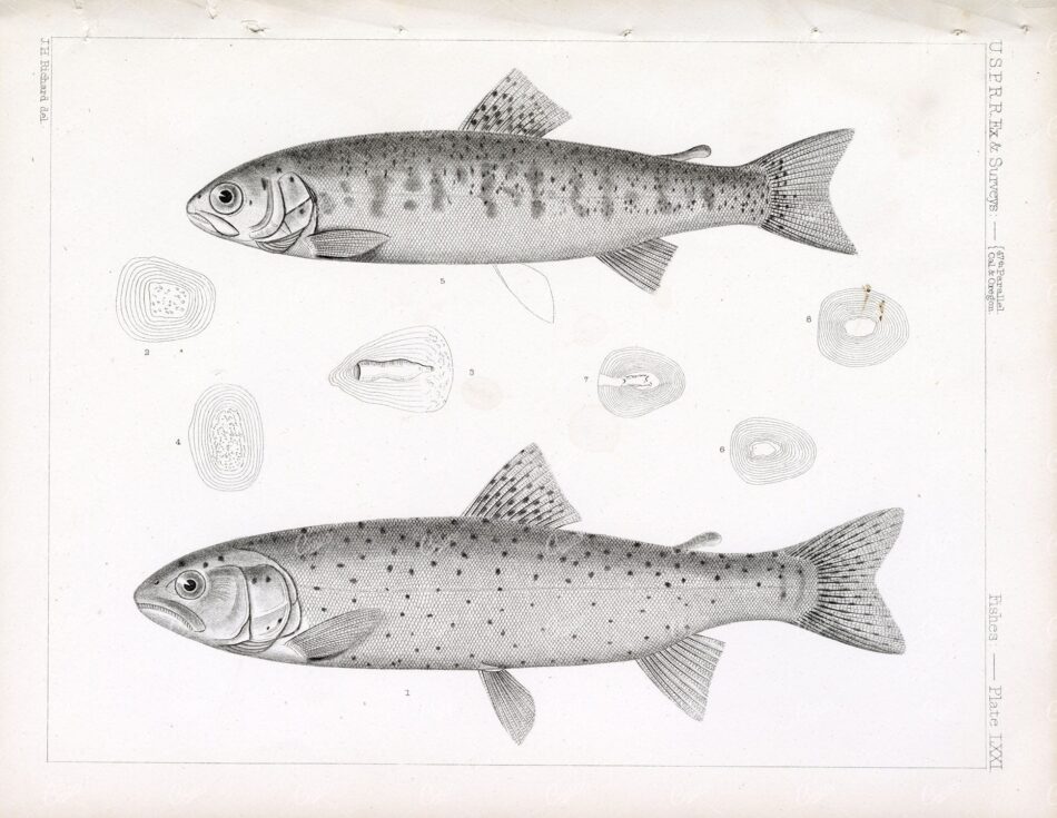 TROUT, Rare 1853 Vintage Stock Image, U.S.P.R.R Fish Survey - Animals - Century Library
