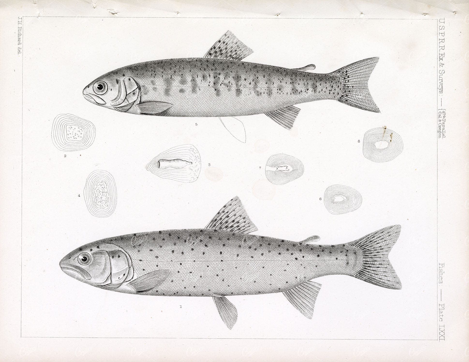 TROUT, Rare 1853 Vintage Stock Image, U.S.P.R.R Fish Survey - Animals - Century Library