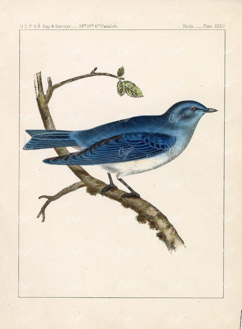 ARCTIC BLUEBIRD, 1850's Hand Colored Lithograph, U.S.P.R.R - Animals - Century Library