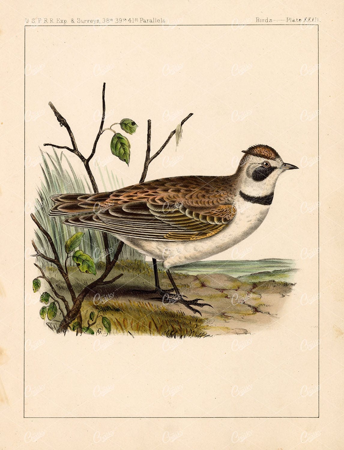 SKYLARK, Horned. Antique 1853 Hand Coloured Lithograph, U.S.P.R.R - Animals - Century Library