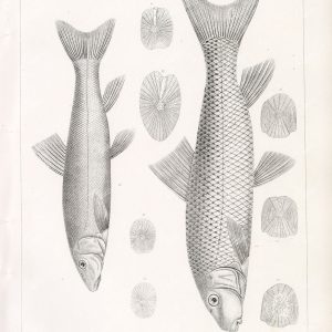ANTIQUE 1853 Stock Image, U.S.P.R.R Fish Survey Plate XLIX - Animals - Century Library
