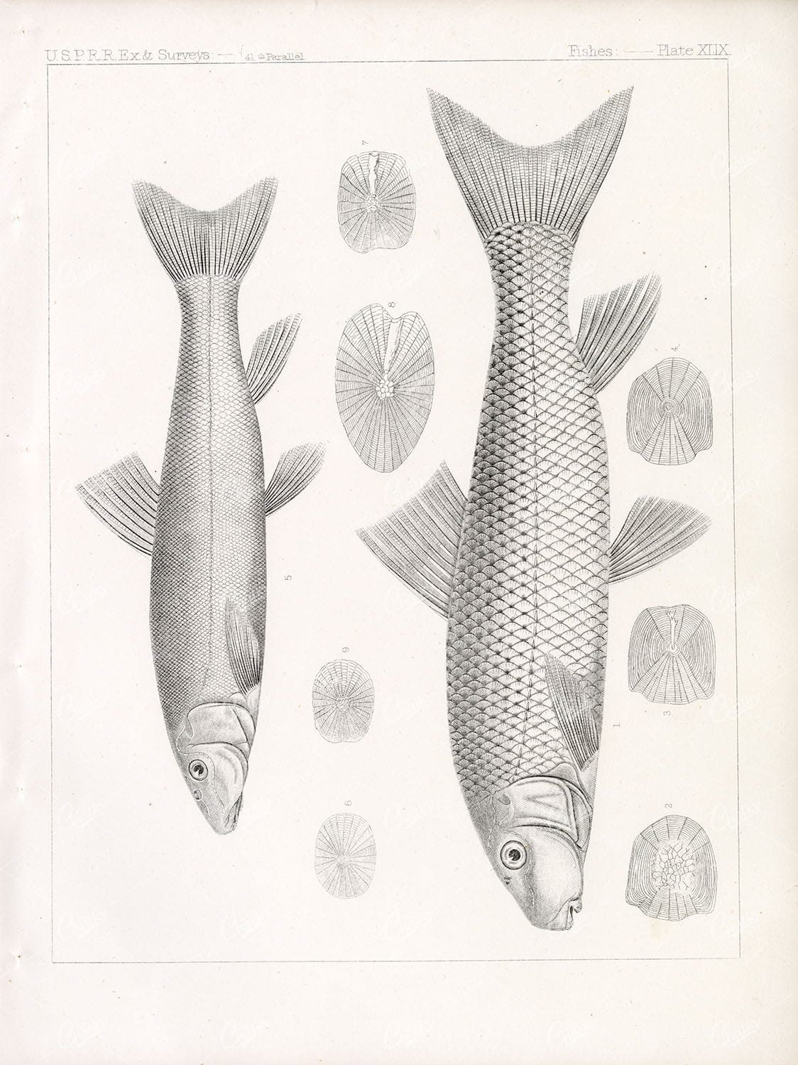 ANTIQUE 1853 Stock Image, U.S.P.R.R Fish Survey Plate XLIX - Animals - Century Library