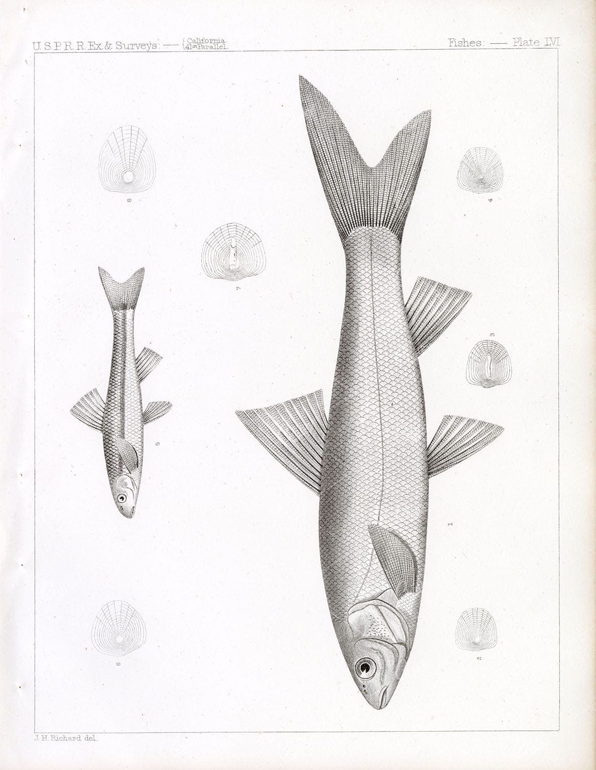 SACRAMENTO SPLITTAIL, Antique 1853 Stock Image, U.S.P.R.R Fish Survey - Animals - Century Library