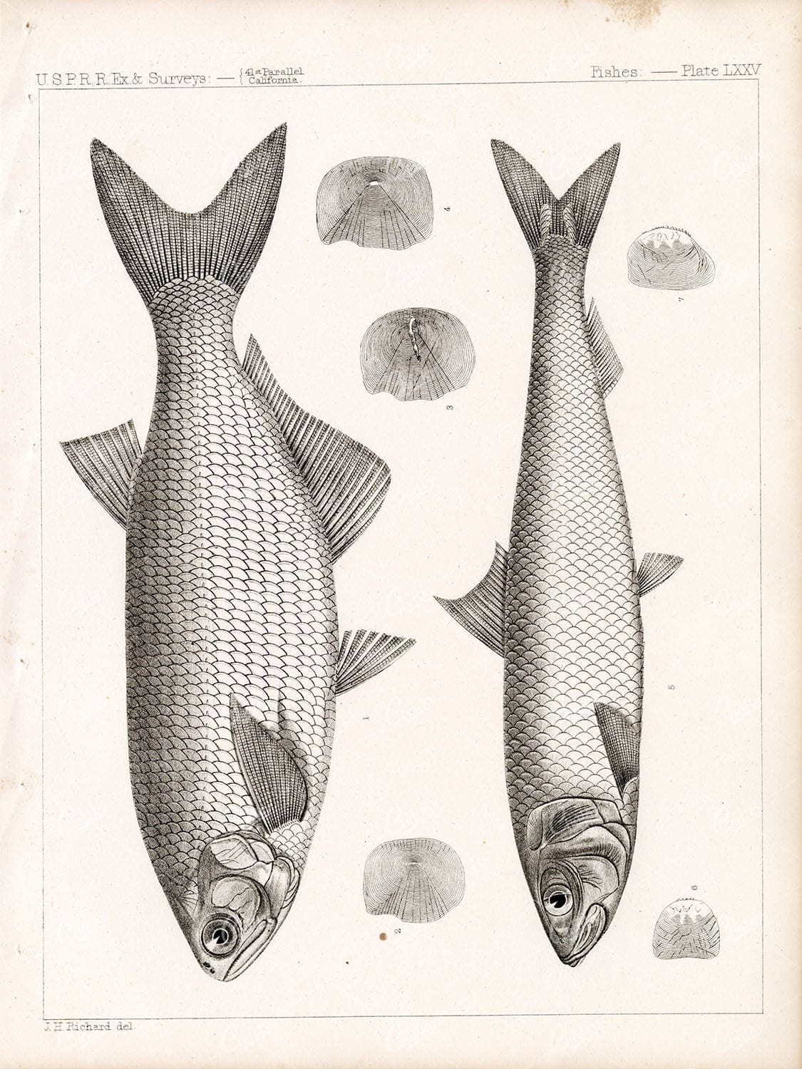 MOONEYE, Antique 1853 Stock Image, U.S.P.R.R Fish Survey - Animals - Century Library