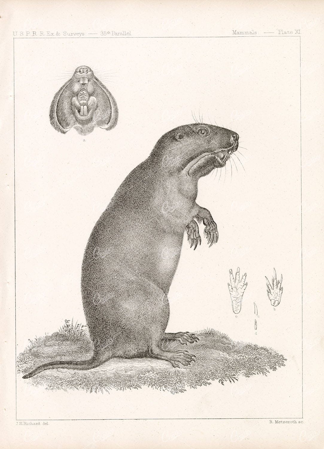CAMAS POCKET GOPHER, Antique 1853 Stock Image, U.S.P.R.R Mammals Survey - Animals - Century Library