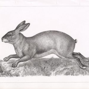 HARE, Brown. Antique 1853 Stock Image. U.S.P.R.R Mammals Survey - Animals - Century Library