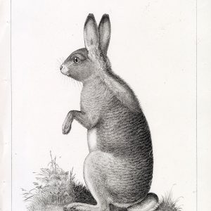 HARE, Antique 1853 Stock Image. U.S.P.R.R Mammals Survey - Animals - Century Library