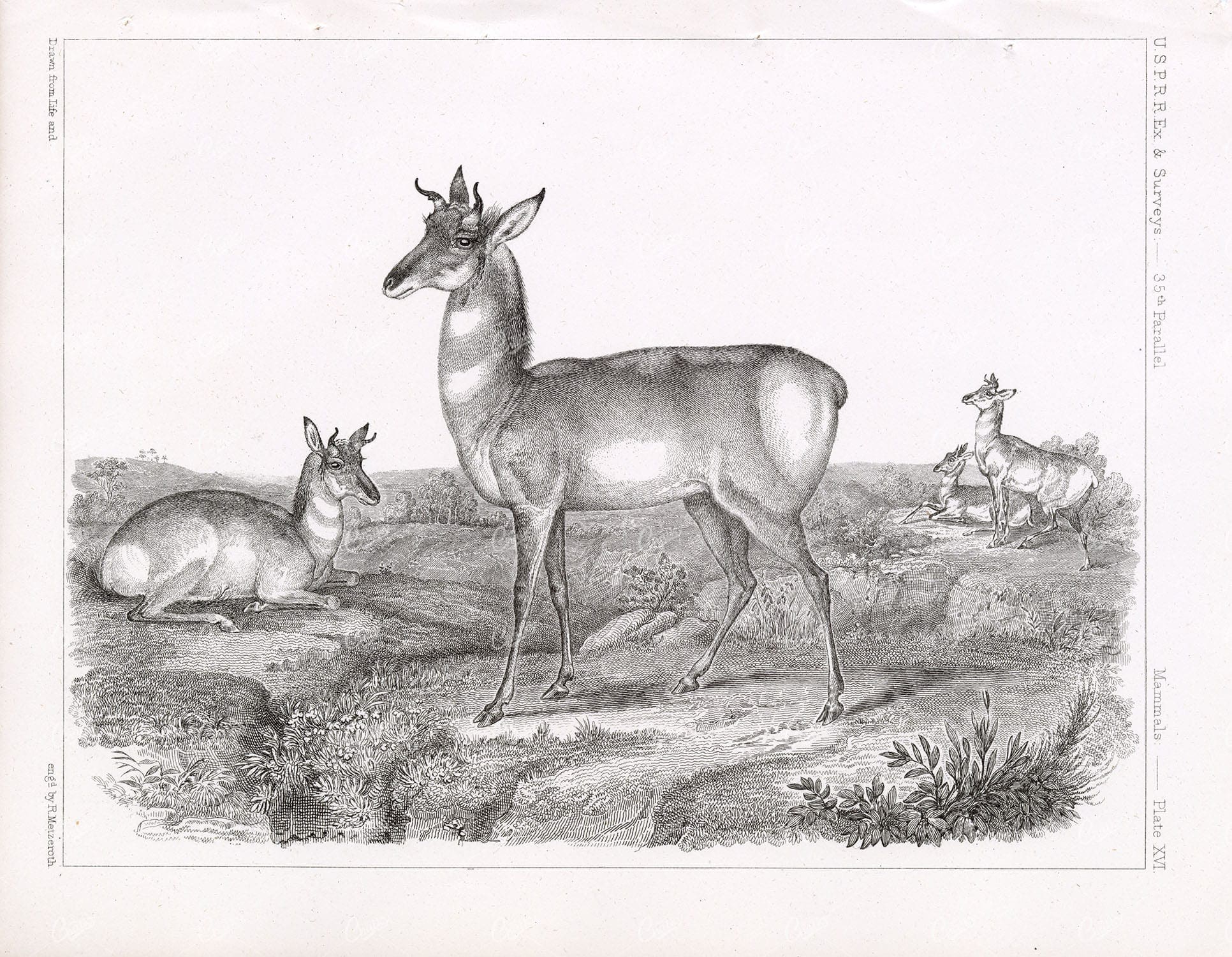 PRONGHORN, American Antelope. Antique 1853 Stock Image. U.S.P.R.R Survey - Animals - Century Library
