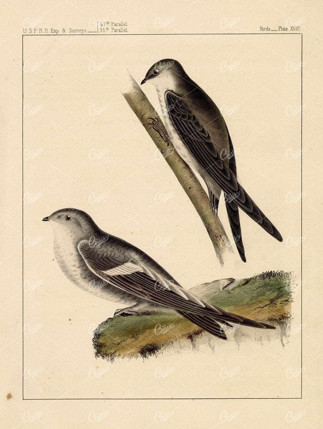 SWIFT, White-Throated. Antique 1853 Stock Image. U.S.P.R.R Bird Survey - Animals - Century Library
