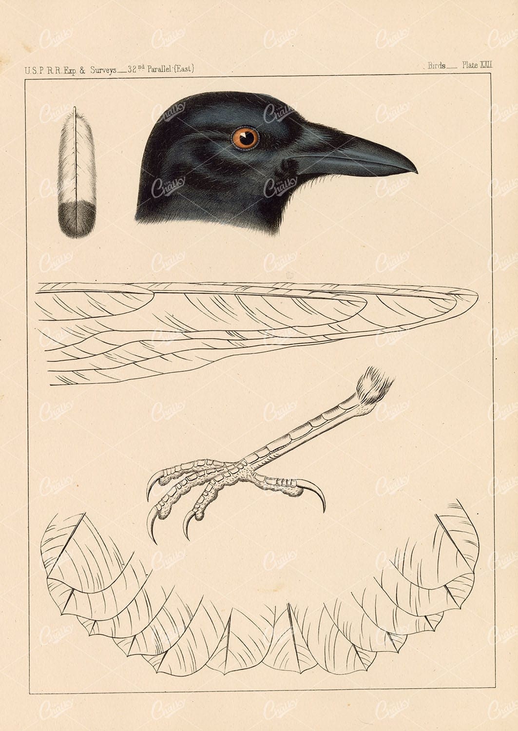 RAVEN, Chihuahuan. Rare Handcolored 1853 Stock Image. U.S.P.R.R Survey - Animals - Century Library