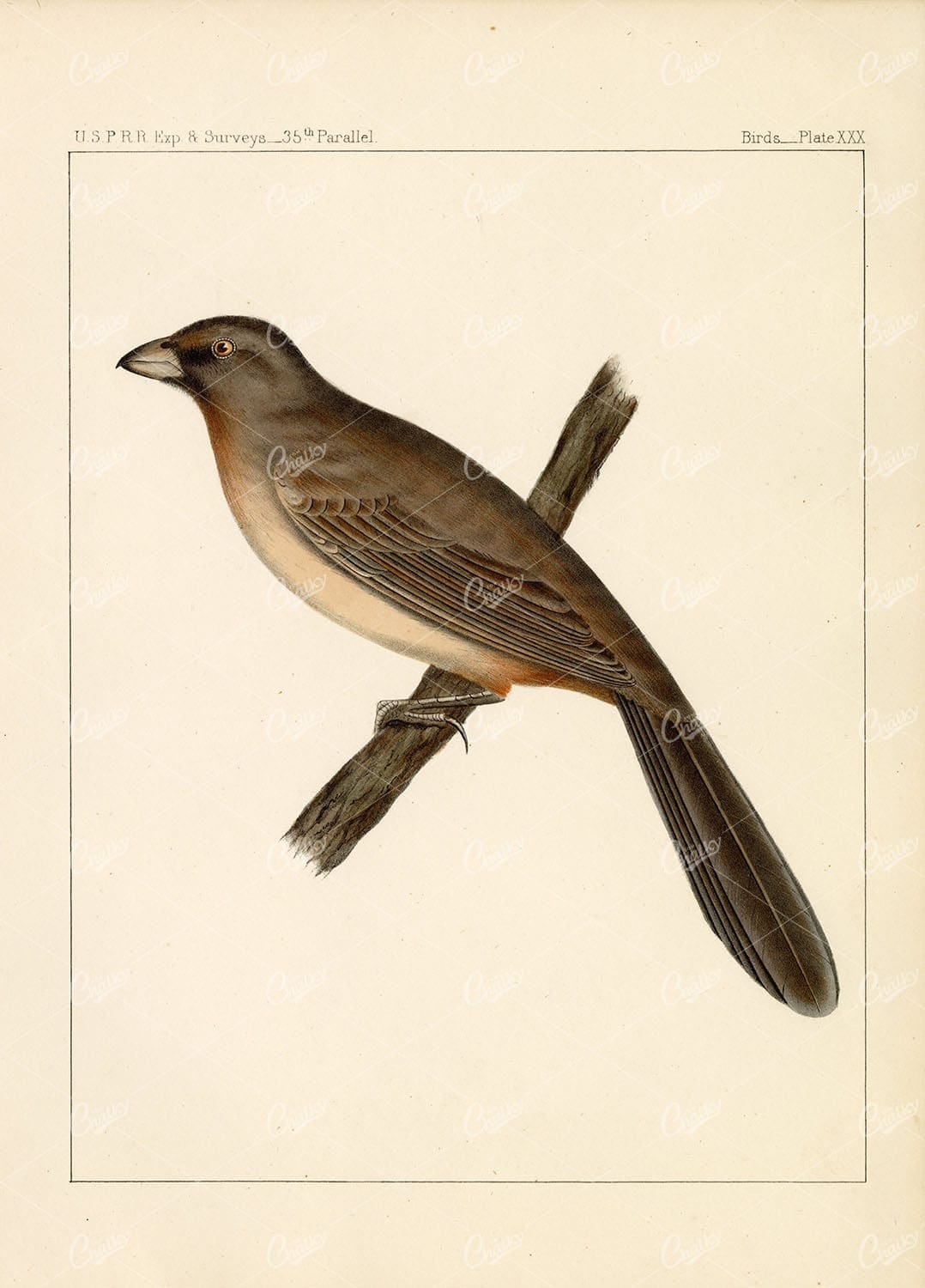 TOWHEE, Albert's. Rare Handcoloured 1853 Art. U.S.P.R.R Bird Survey - Animals - Century Library