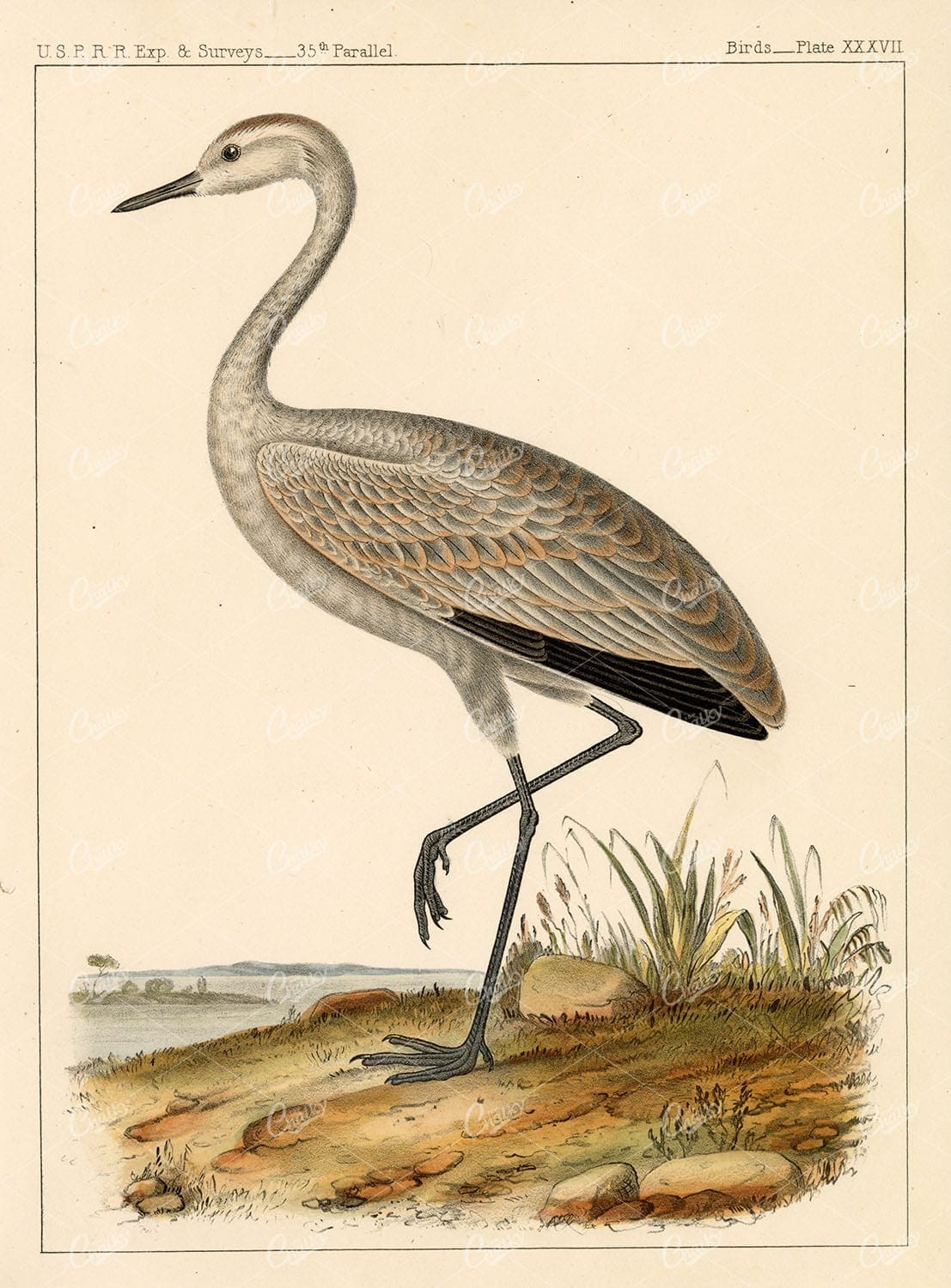 Little Crane (Grus Fraterculus, Cassin) 1853 Color Antique Bird Stock Image - Animals - Century Library