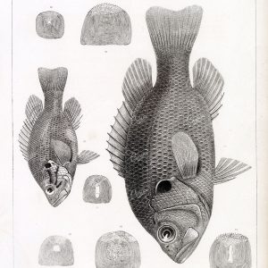 BASS, Black. Rare 1853 Antique Stock Image. U.S.P.R.R Fish Survey - Animals - Century Library