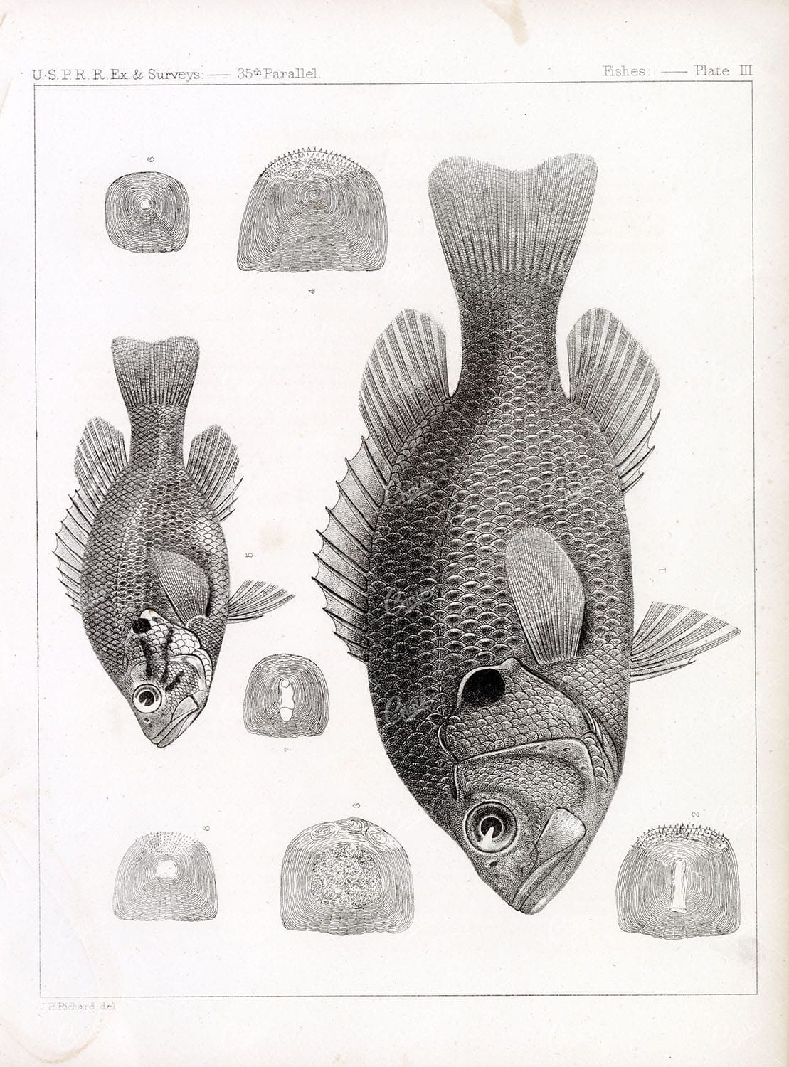 BASS, Black. Rare 1853 Antique Stock Image. U.S.P.R.R Fish Survey - Animals - Century Library