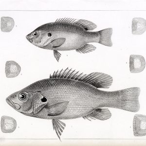 BASS, Rare 1853 Antique Stock Image. U.S.P.R.R Fish Survey - Animals - Century Library