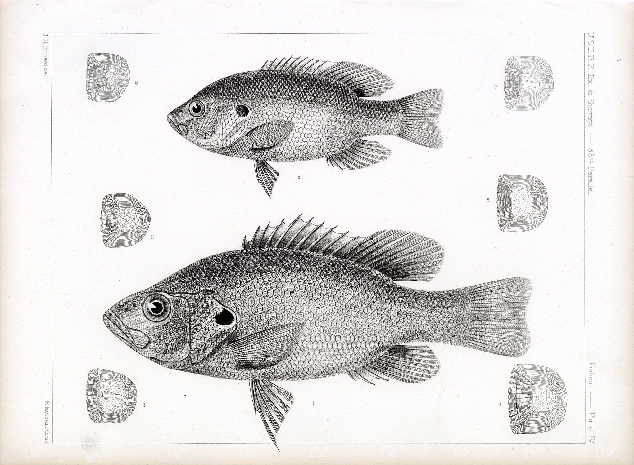 BASS, Rare 1853 Antique Stock Image. U.S.P.R.R Fish Survey - Animals - Century Library