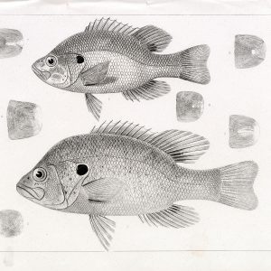 BASS, 1853 Antique Art Stock Image, U.S.P.R.R Fish Survey - Animals - Century Library