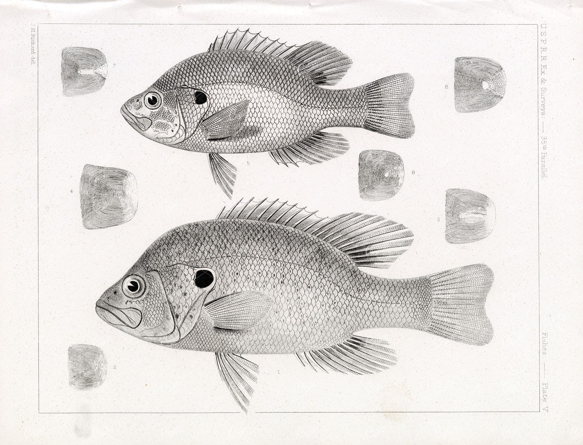 BASS, 1853 Antique Art Stock Image, U.S.P.R.R Fish Survey - Animals - Century Library