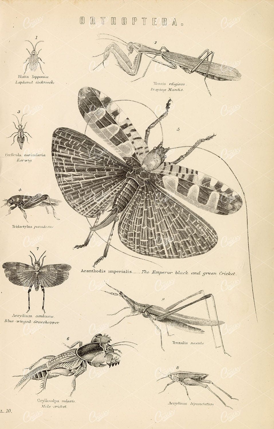 ORTHOPTERA Grasshopper, Cricket, Praying Mantis. 1880 Vintage Stock Image - Animals - Century Library