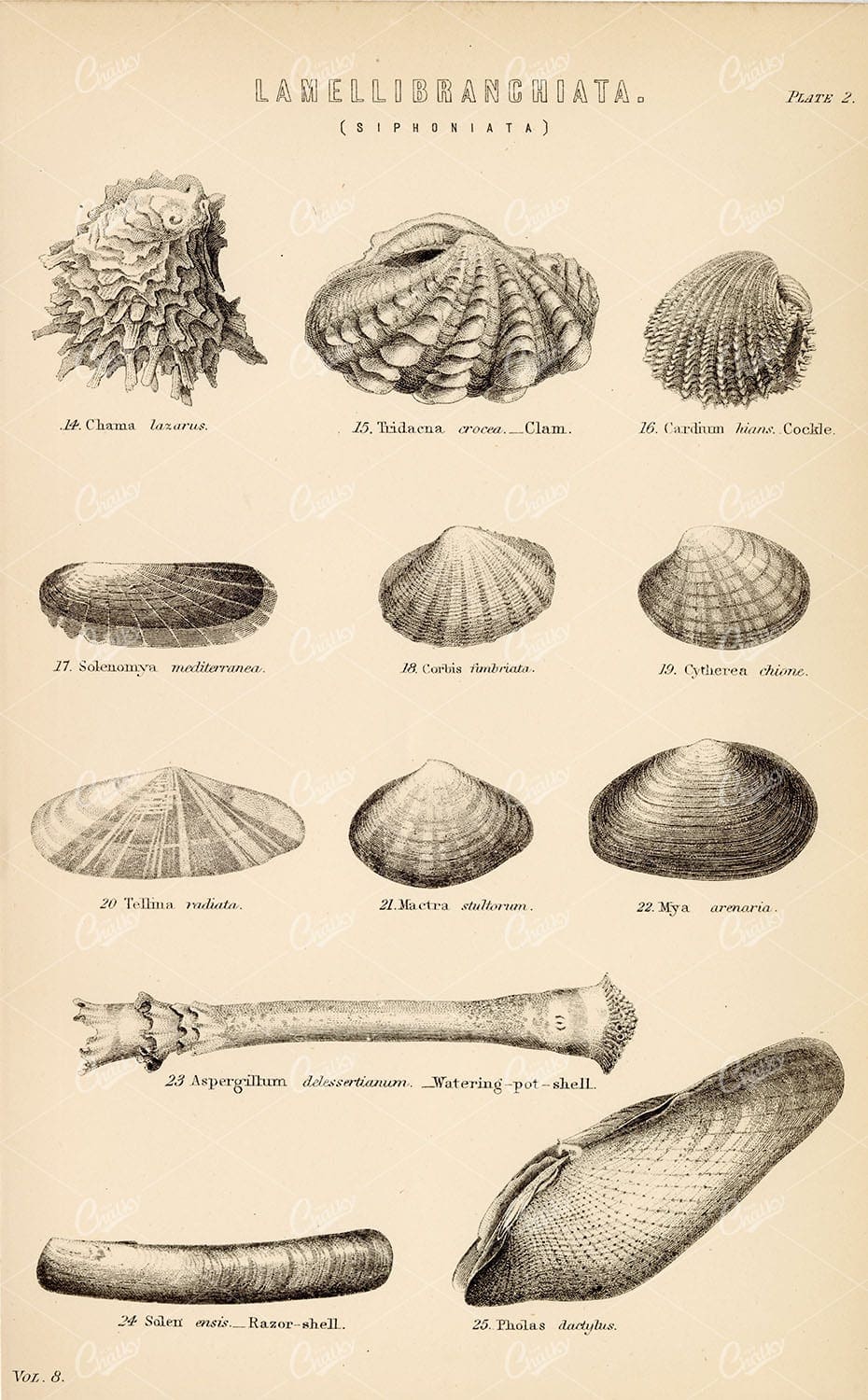 NAUTICAL Various Sea Shells. Lamellibranchiata (Siphoniata) Antique Stock Image - Animals - Century Library