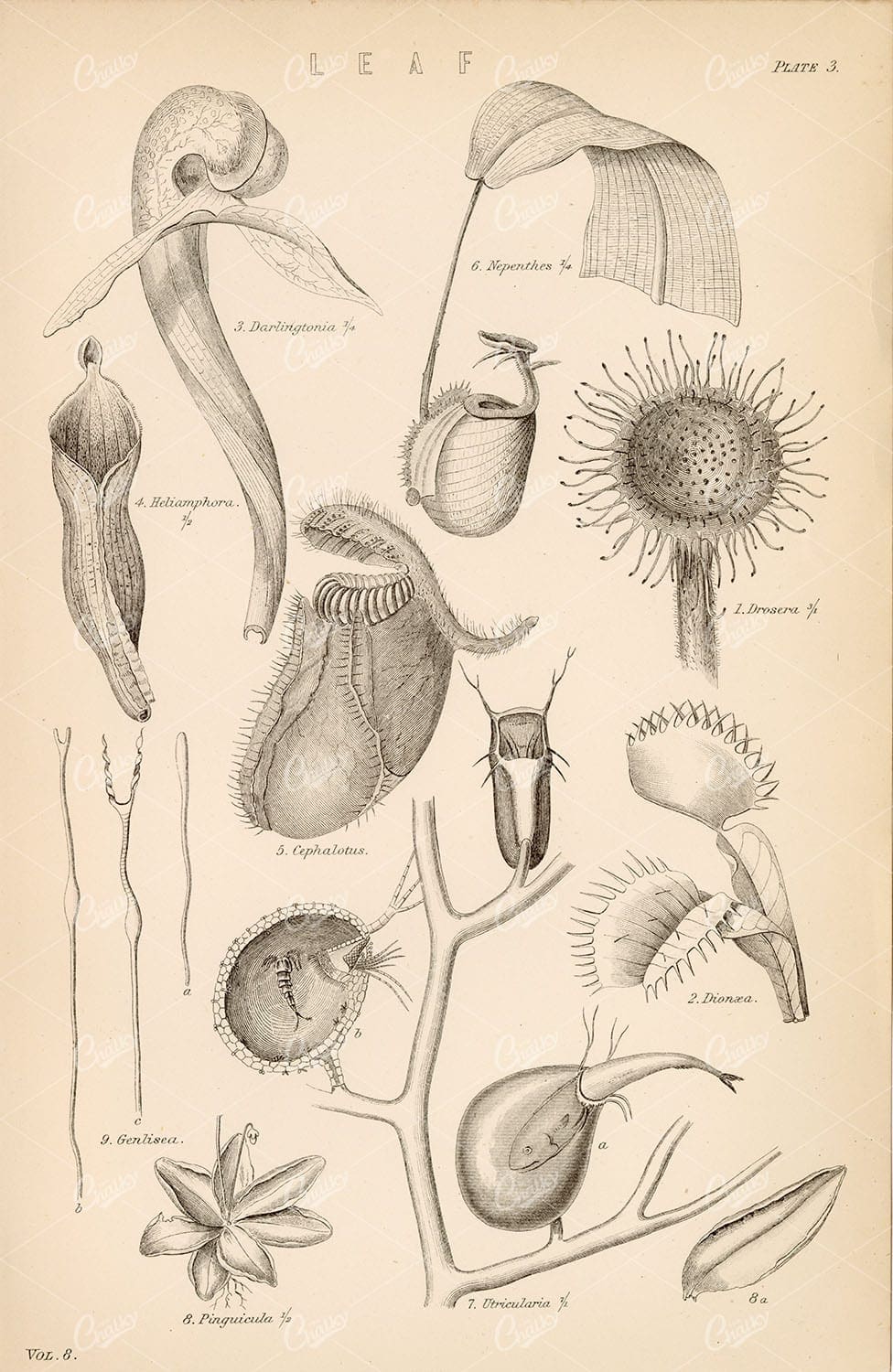 BOTANICAL Various Leaves, Venus Fly Trap, Pitcher Plant. Antique Stock Image - Botanical - Century Library
