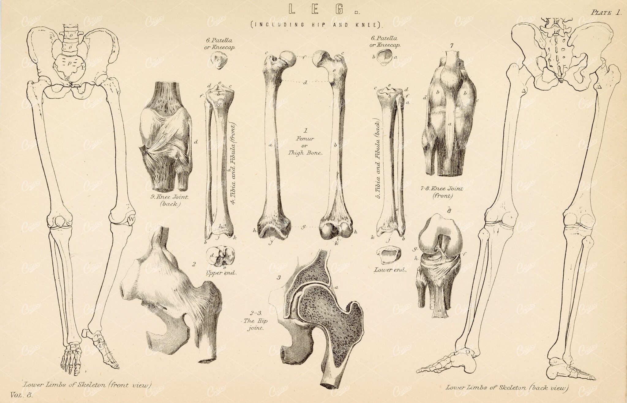 ANATOMY  General Views of the Leg Skeleton. Antique 1880 Artwork - Anatomy - Century Library