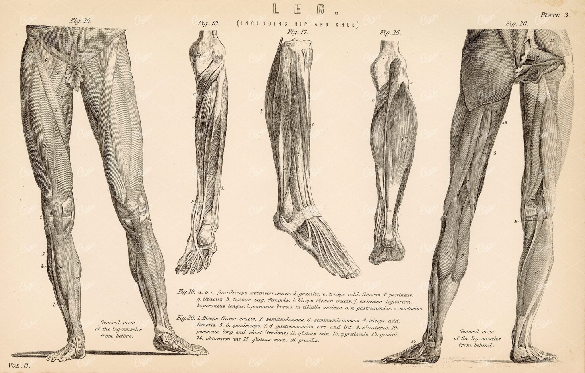 ANATOMY General Views of the Leg Muscles. Antique 1880 Art Stock Image - Anatomy - Century Library