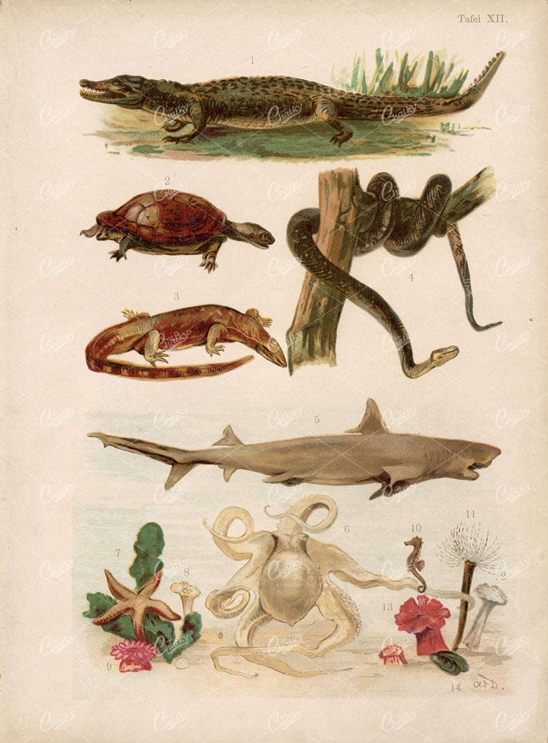 Wildlife Antique Stock Artwork - Crocodile, Lizard, Shark, Octopus. Late 1800s
