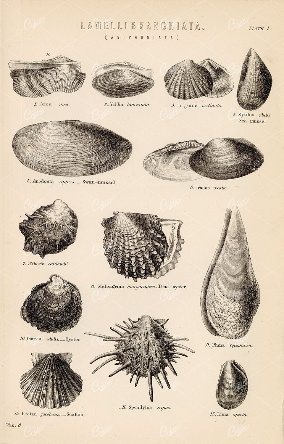 SEA SHELLS Lamelliranchiata (Asiphoniata). Antique 1880 Stock Image - Animals - Century Library