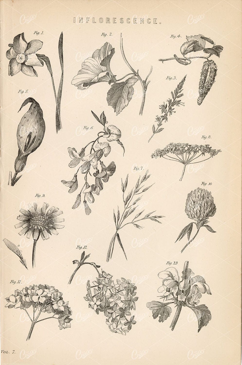 BOTANICAL Inflorescence. Antique Artwork of Various Flowers 1880 - Botanical - Century Library