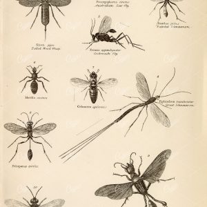 INSECTS Hymenoptera, Wasp, Fly, Icheneumon. Antique Art 1880 - Animals - Century Library