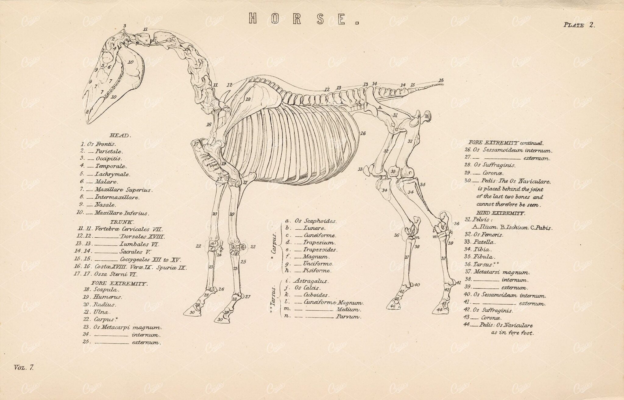 HORSE Skeleton 1880 Antique Artwork. William Mackenzie - Animals - Century Library