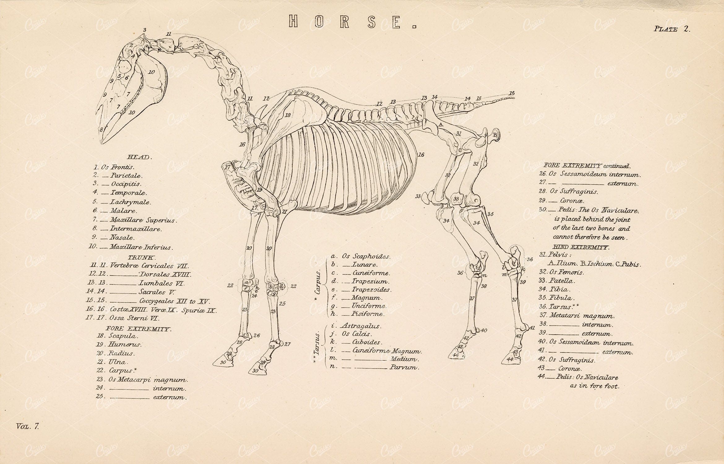 HORSE Skeleton 1880 Antique Artwork. William Mackenzie - Animals - Century Library