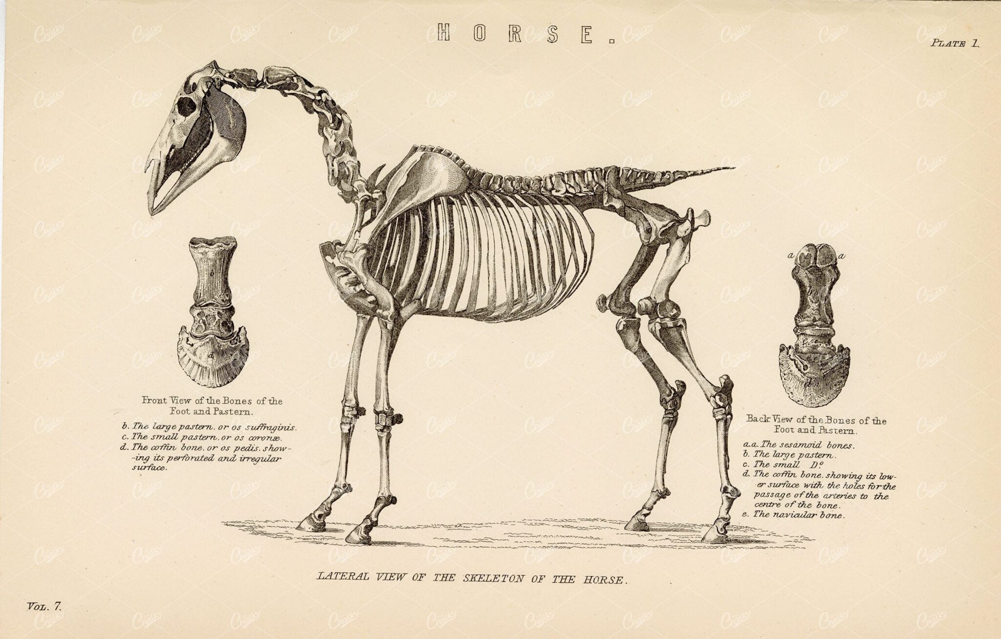 HORSE Lateral View of the Skeleton of the Horse. Vintage 1880 Stock Image - Animals - Century Library
